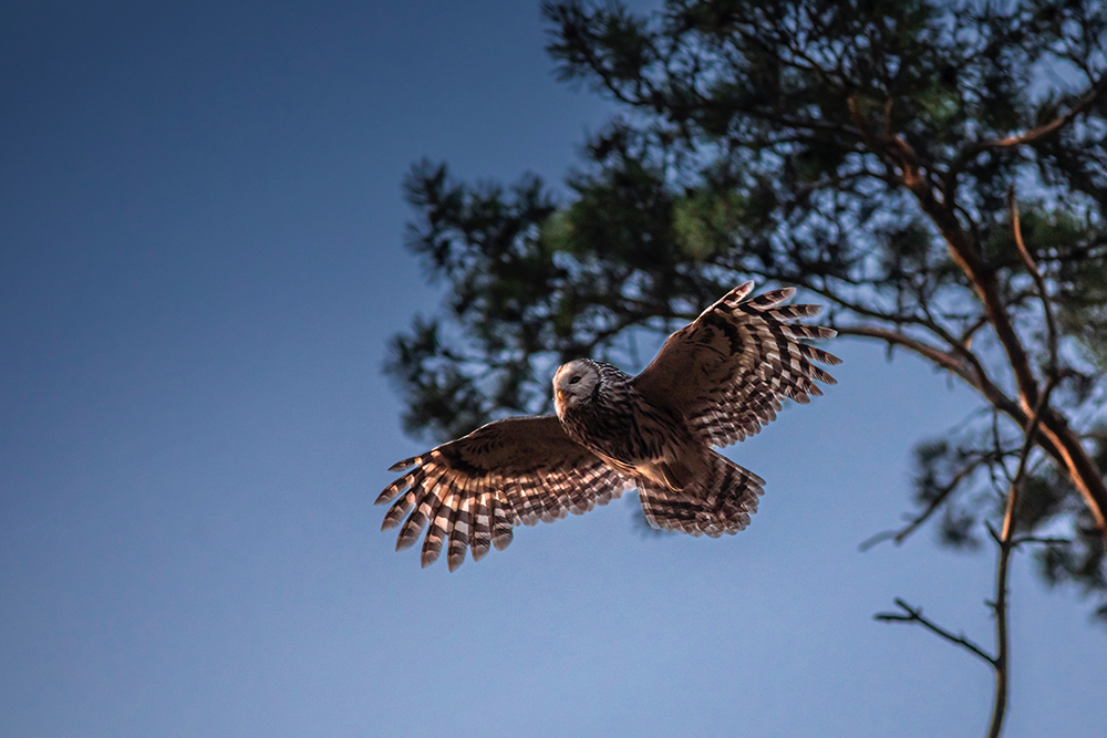 owl flying in estonian forest