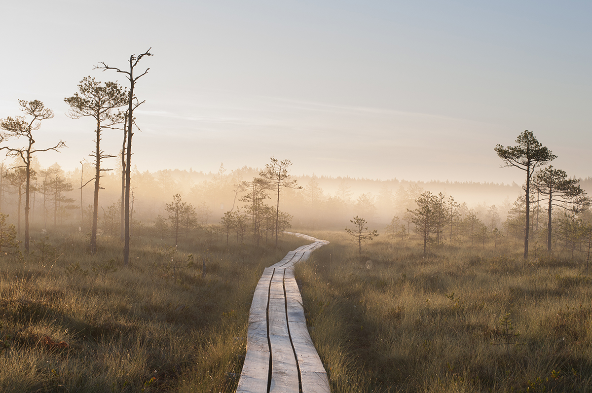 Baltic road trip_natural parks_Estonia_Latvia_LIthuania_wetland