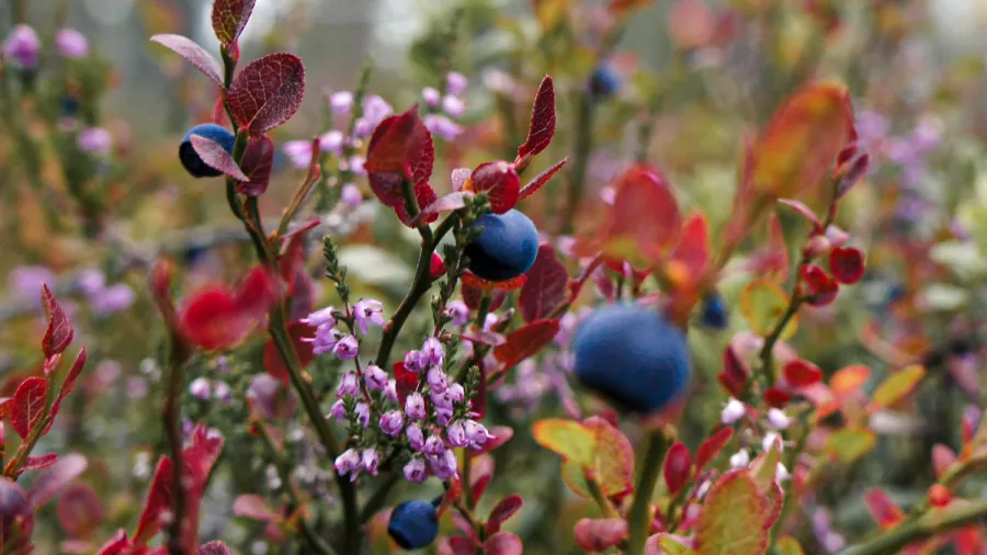 lapland finland forest berry blueberry 
