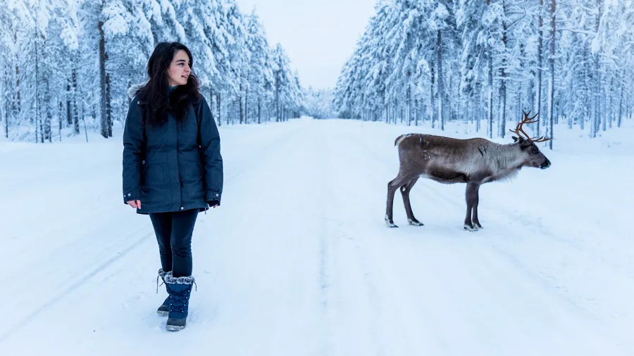 lapland finland reindeer winter snow
