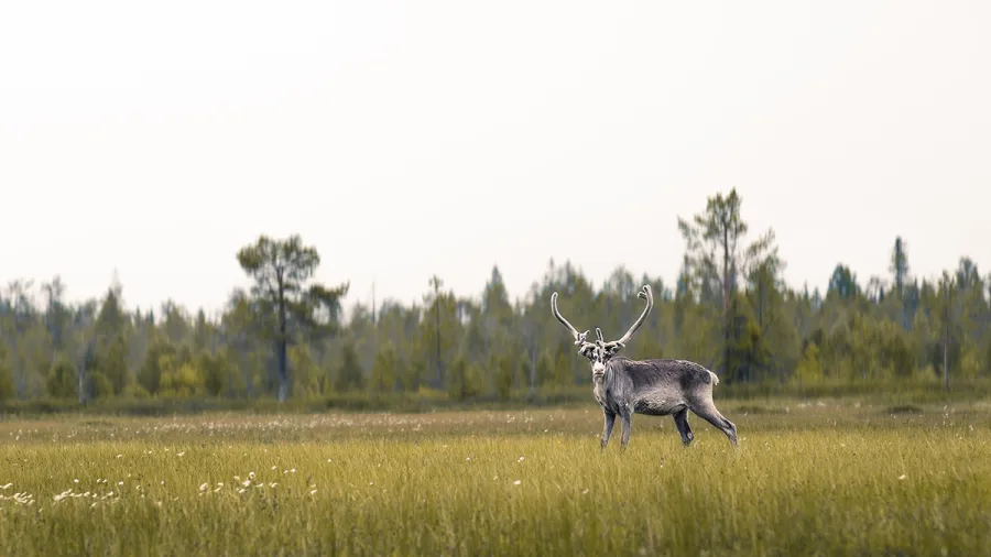 finland lapland reindeer