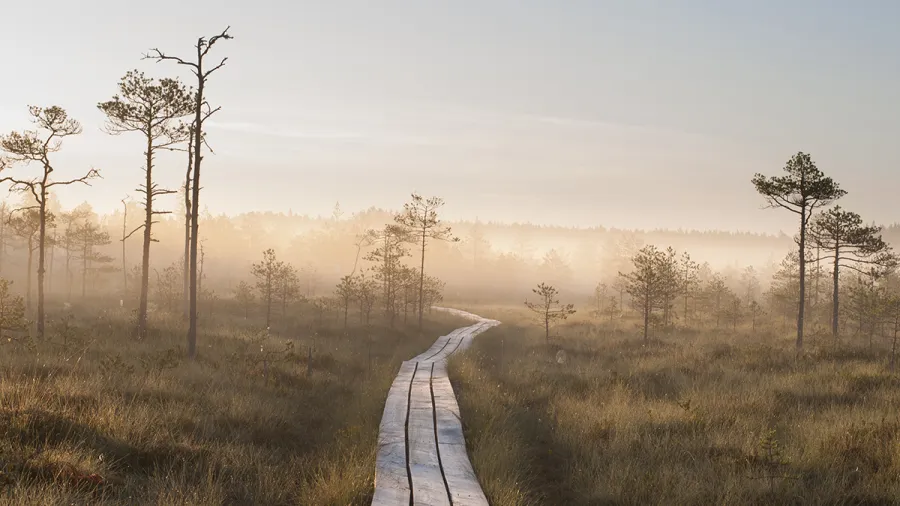 estonia_nature_fog